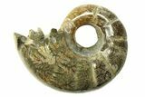 Polished, Sutured Ammonite (Argonauticeras) Fossil - Madagascar #287581-1